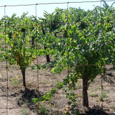 100+ year-old vines at Christian Brothers winery